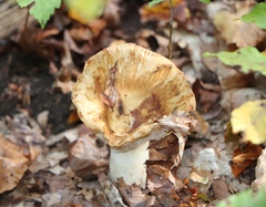Russula foetens