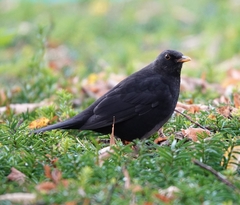 Turdus merula