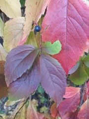 Parthenocissus inserta