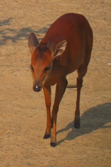 Cephalophorus natalensis natalensis
