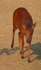 Cephalophorus natalensis natalensis