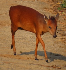 Cephalophorus natalensis natalensis