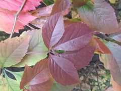 Parthenocissus inserta