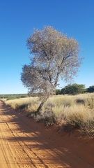 Vachellia haematoxylon