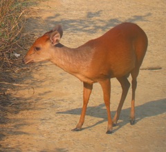 Cephalophorus natalensis natalensis