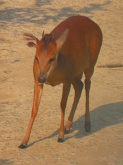 Cephalophorus natalensis natalensis