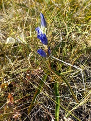 Gentiana decumbens