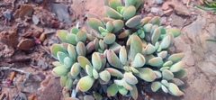 Crassula anso-lerouxiae