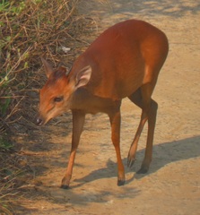 Cephalophorus natalensis natalensis