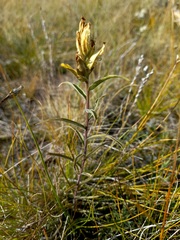 Castilleja pallida
