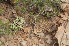 Crassula anso-lerouxiae