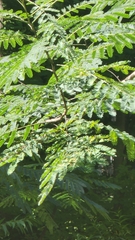 Albizia julibrissin