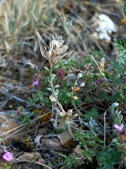 Odontarrhena obovata