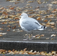 Larus argentatus