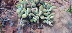 Crassula anso-lerouxiae