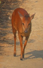 Cephalophorus natalensis natalensis