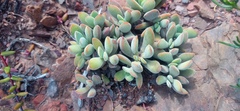 Crassula anso-lerouxiae