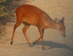 Cephalophorus natalensis natalensis