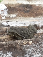 Rhinella arenarum