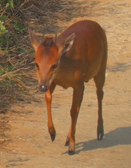 Cephalophorus natalensis natalensis
