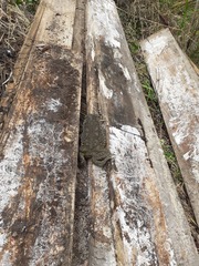 Rhinella arenarum