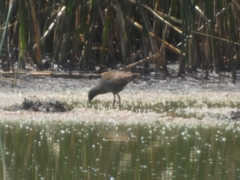 Pardirallus sanguinolentus
