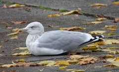 Larus argentatus
