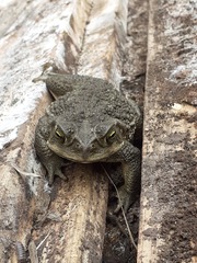 Rhinella arenarum