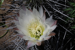 Trichocereus deserticola