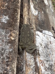 Rhinella arenarum