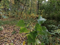 Populus × canadensis