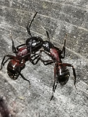 Camponotus ligniperda