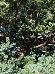 Taxus cuspidata