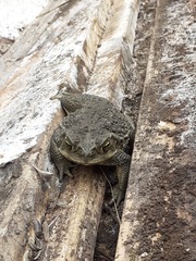 Rhinella arenarum