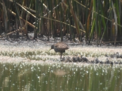Pardirallus sanguinolentus