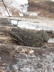 Rhinella arenarum