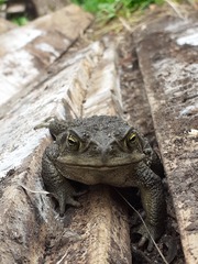 Rhinella arenarum