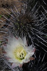 Trichocereus deserticola