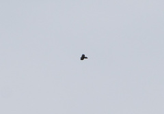 Gypaetus barbatus barbatus
