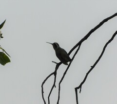 Basilinna leucotis