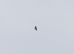 Gypaetus barbatus barbatus