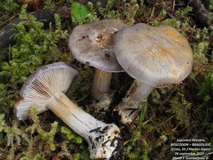 Cortinarius caesiocanescens