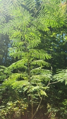 Albizia julibrissin