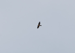 Gypaetus barbatus barbatus