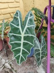 Alocasia amazonica