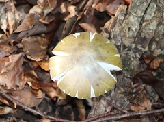 Amanita phalloides