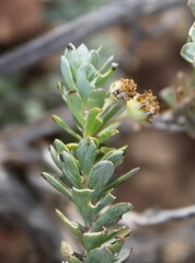 Othonninae
