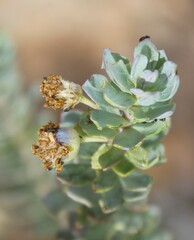 Othonninae