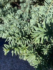 Taxus cuspidata