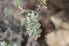 Othonninae